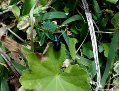 Chrysomelidae
