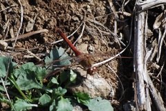 Sympetrum costiferum