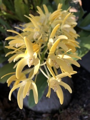 Dendrobium speciosum speciosum