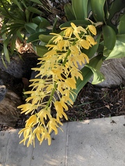 Dendrobium speciosum speciosum