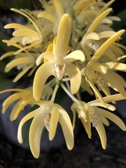 Dendrobium speciosum speciosum