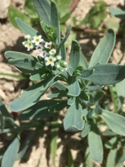 Heliotropium curassavicum