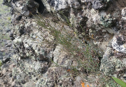 Littleleaf Rockcress (Boechera cascadensis)