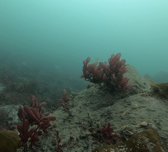 Botryocladia pseudodichotoma