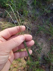 Digitaria villosa