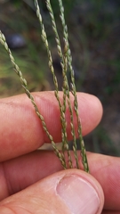 Digitaria villosa
