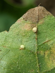 Zopheroteras hubbardi