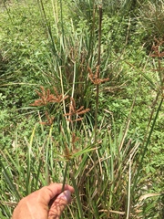 Cyperus imbricatus