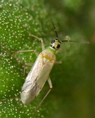 Engytatus modestus