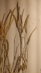 Boechera cascadensis