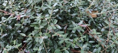 Ilex crenata crenata