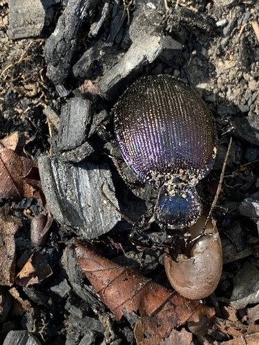 Bereft Snail-eating Beetle photo 5