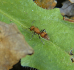 Dasymutilla scaevola