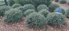 Ilex crenata crenata