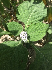 Heliotropium indicum