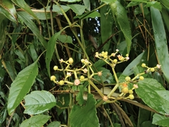 Causonis japonica