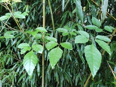 Causonis japonica