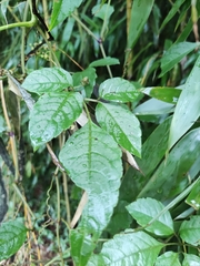 Causonis japonica