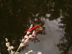 Sympetrum gilvum
