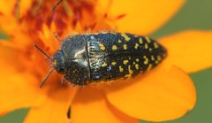 Acmaeodera flavopicta