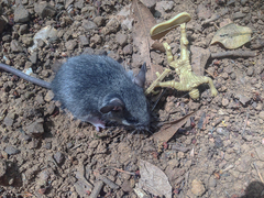 Peromyscus boylii
