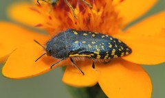 Acmaeodera flavopicta