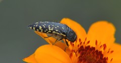 Acmaeodera flavopicta