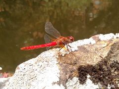 Sympetrum gilvum