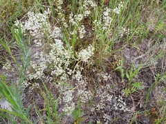 Polygonella polygama