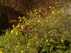 Calceolaria mexicana
