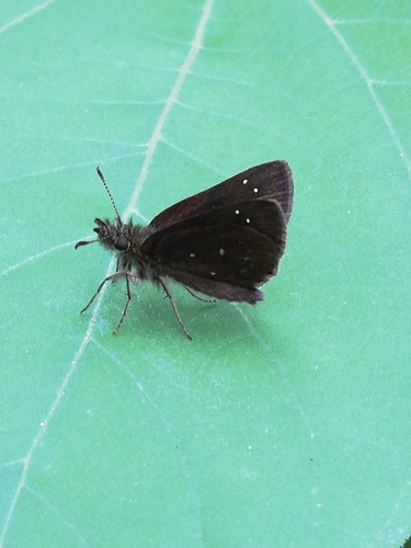 Piruna purepecha