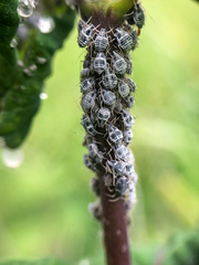 Aphthargelia symphoricarpi