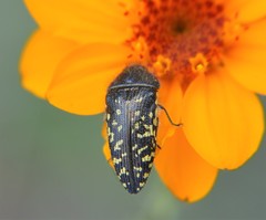 Acmaeodera flavopicta