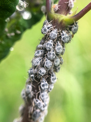 Aphthargelia symphoricarpi