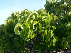 Pisonia subcordata