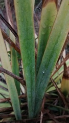 Yucca arkansana