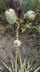 Yucca arkansana