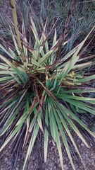 Yucca arkansana