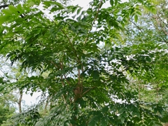 Dalbergia odorifera