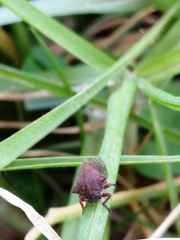 Metcalfiella