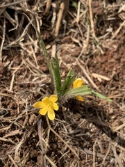 Curculigo orchioides