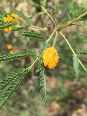 Vachellia farnesiana
