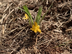 Curculigo orchioides