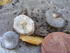 Russula cremeolilacina