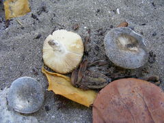 Russula cremeolilacina