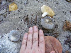 Russula cremeolilacina