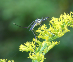 Toxorhynchites rutilus septentrionalis