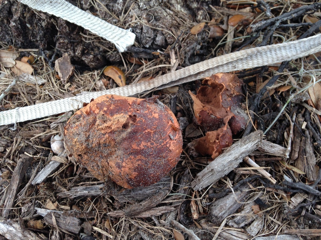 Calvatia bicolor