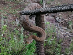 Crotalus willardi meridionalis
