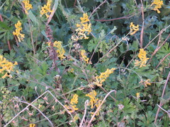 Corydalis micrantha